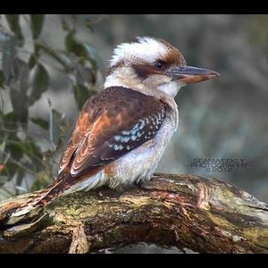 Meet your Posher, Tara